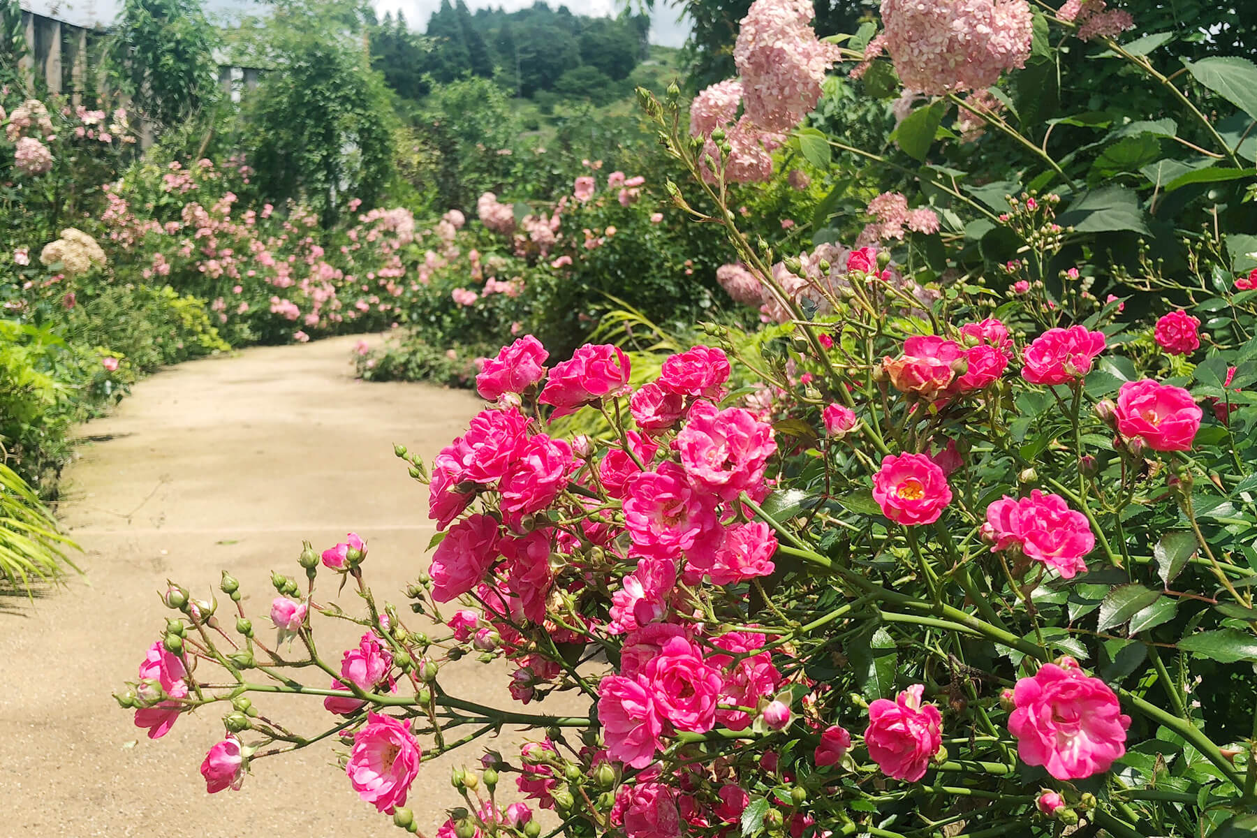 草津温泉から四万温泉へ〈４〉花の中之条