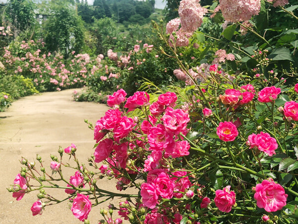 草津温泉から四万温泉へ〈４〉花の中之条